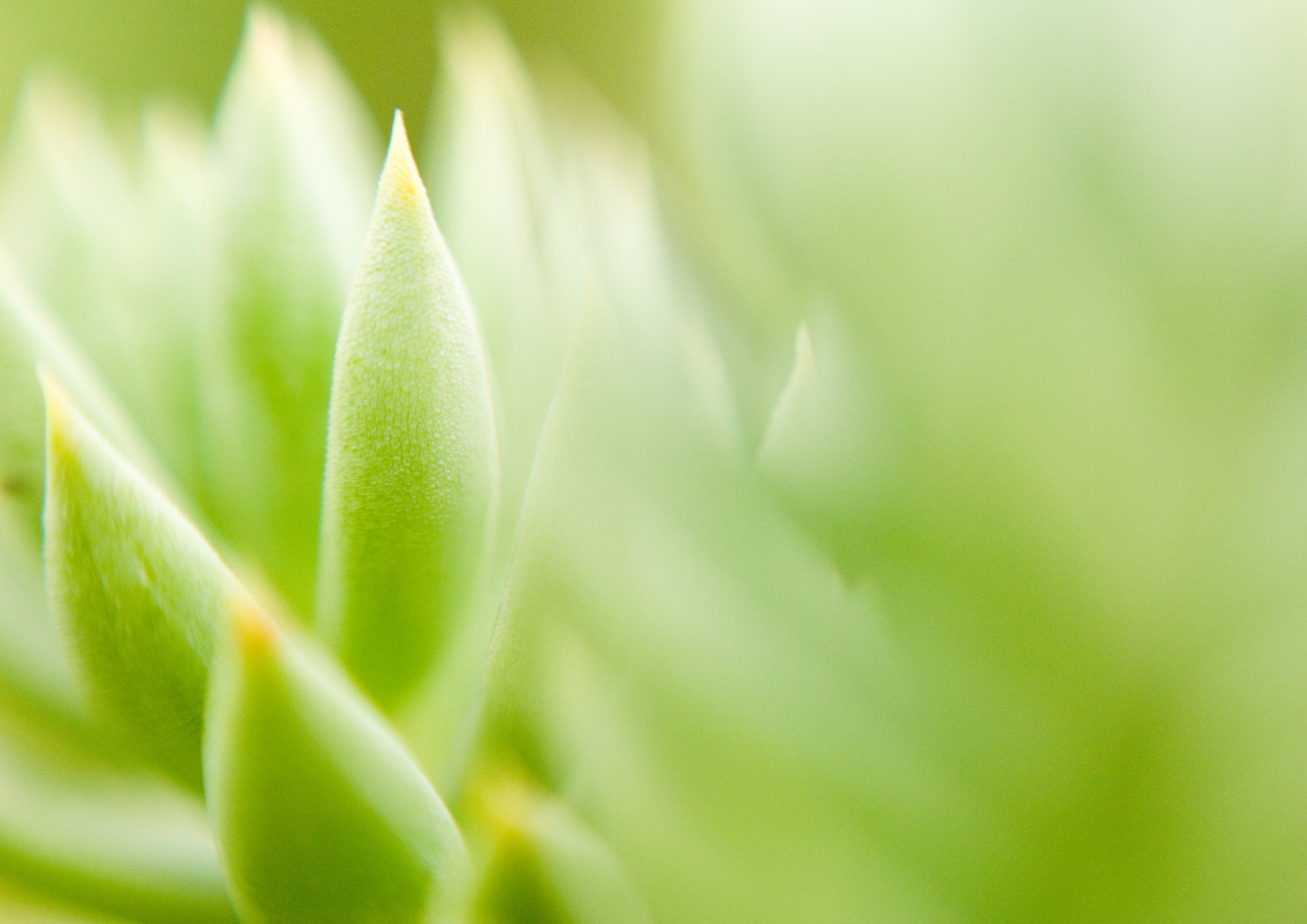 spa_background_1345660970